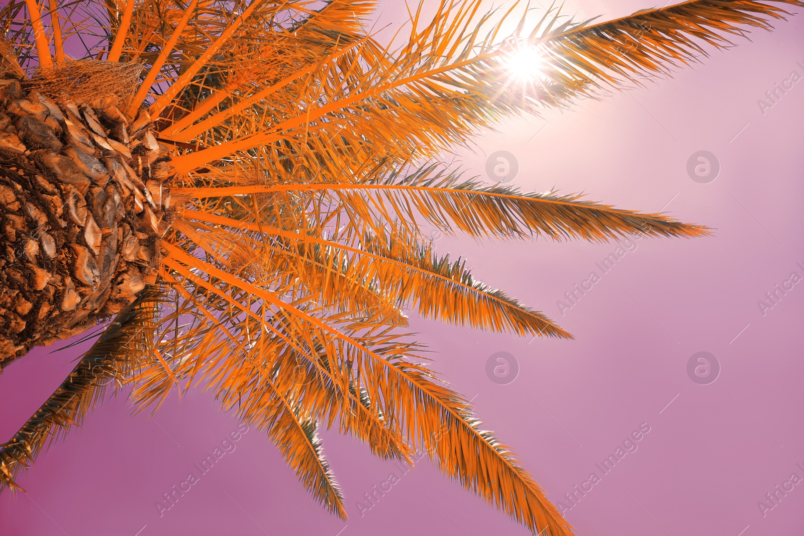 Image of Beautiful palm tree outdoors, low angle view