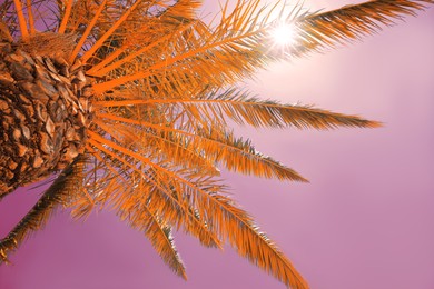 Beautiful palm tree outdoors, low angle view