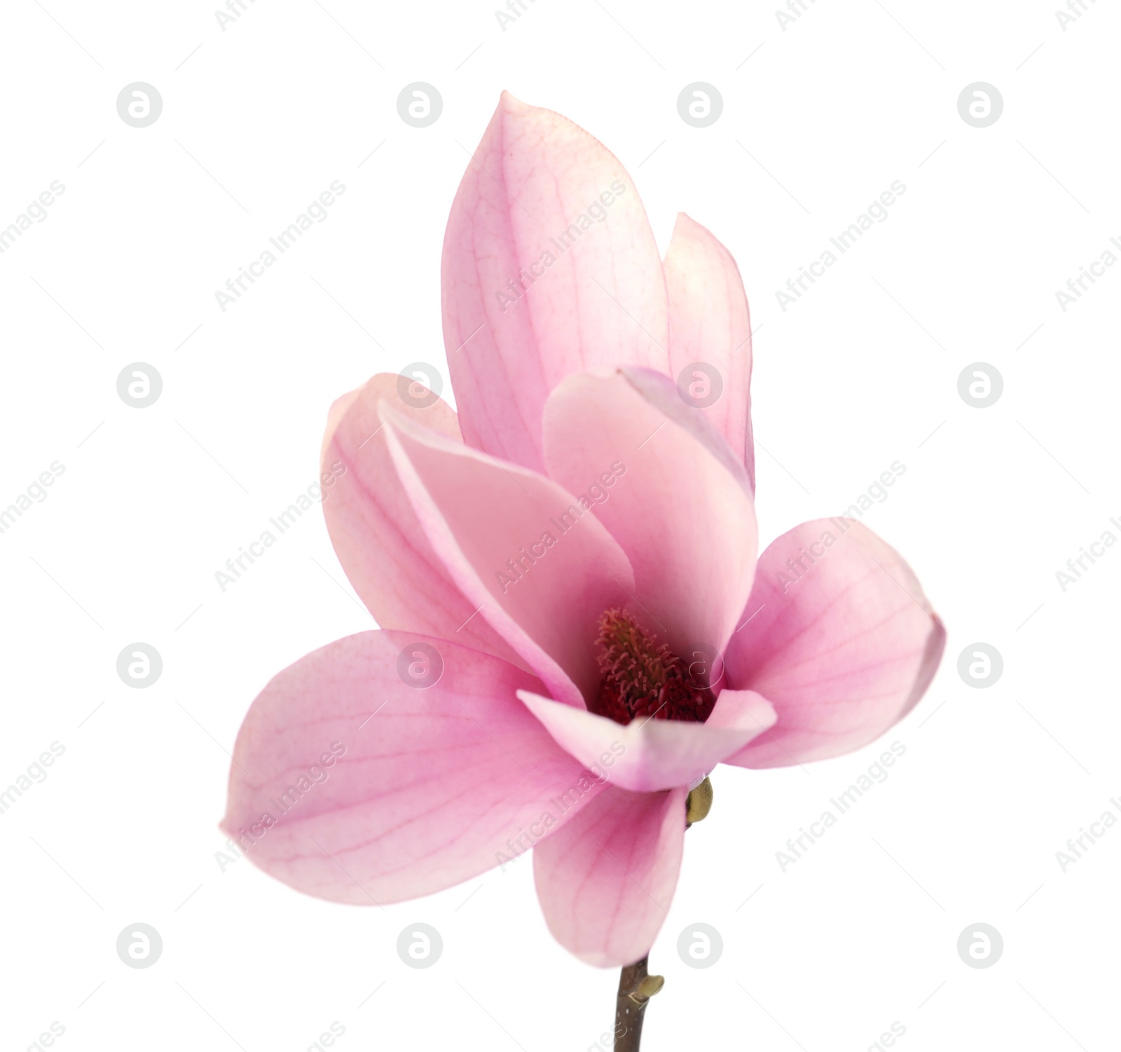 Photo of Beautiful delicate magnolia flower isolated on white