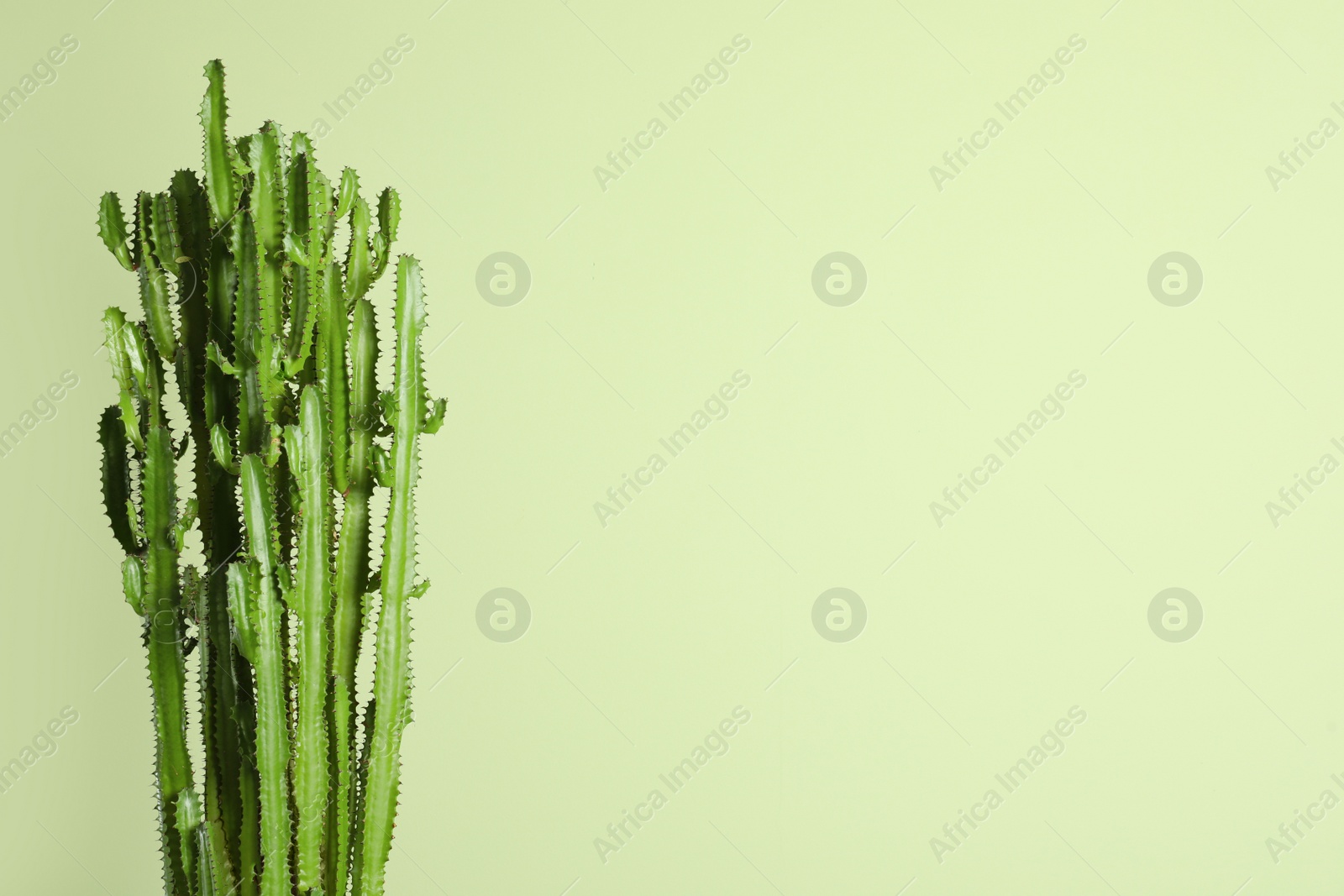 Photo of Beautiful cactus on green background, space for text. Tropical plant