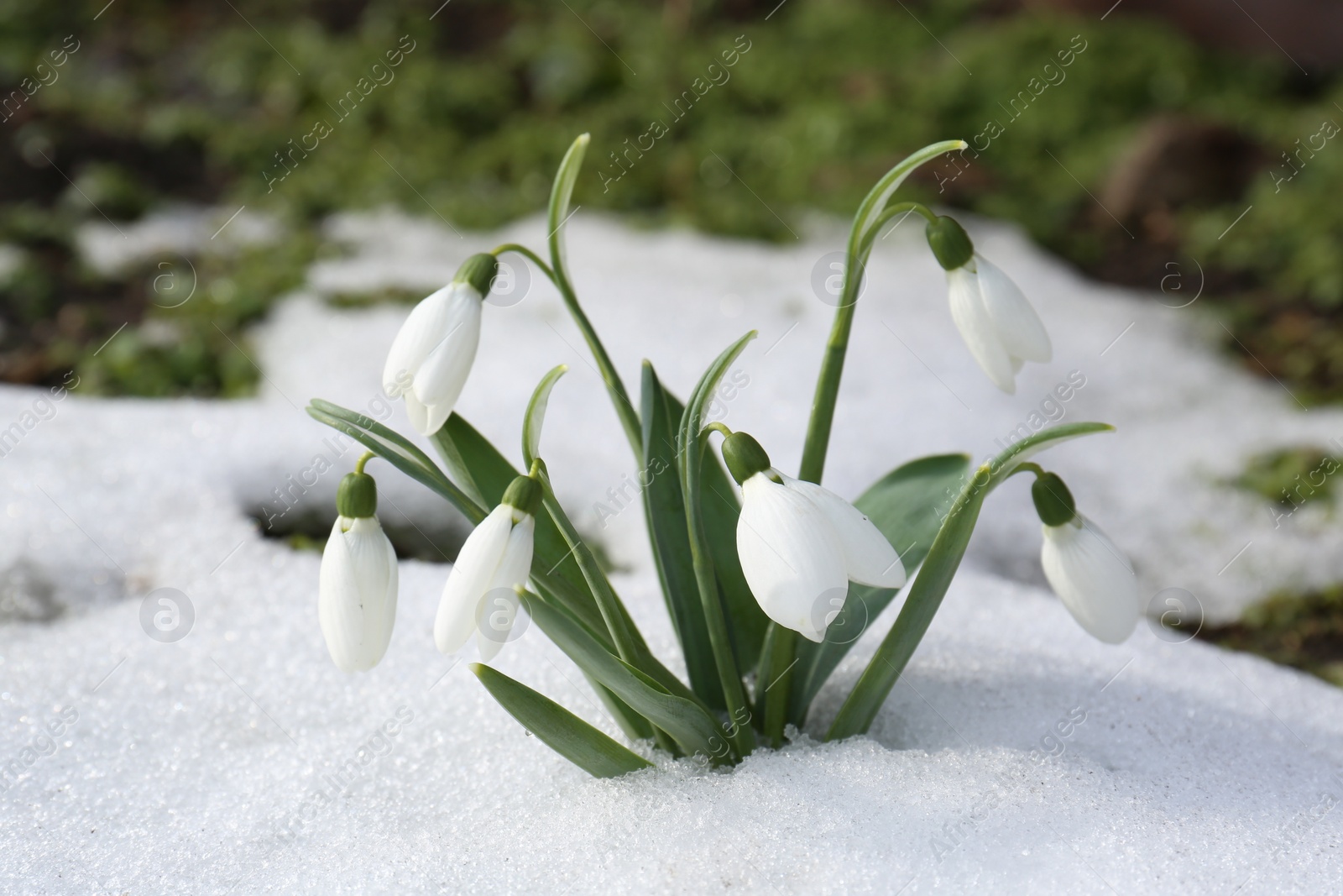 Photo of Beautiful blooming snowdrops growing in snow outdoors. Spring flowers