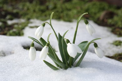 Beautiful blooming snowdrops growing in snow outdoors. Spring flowers