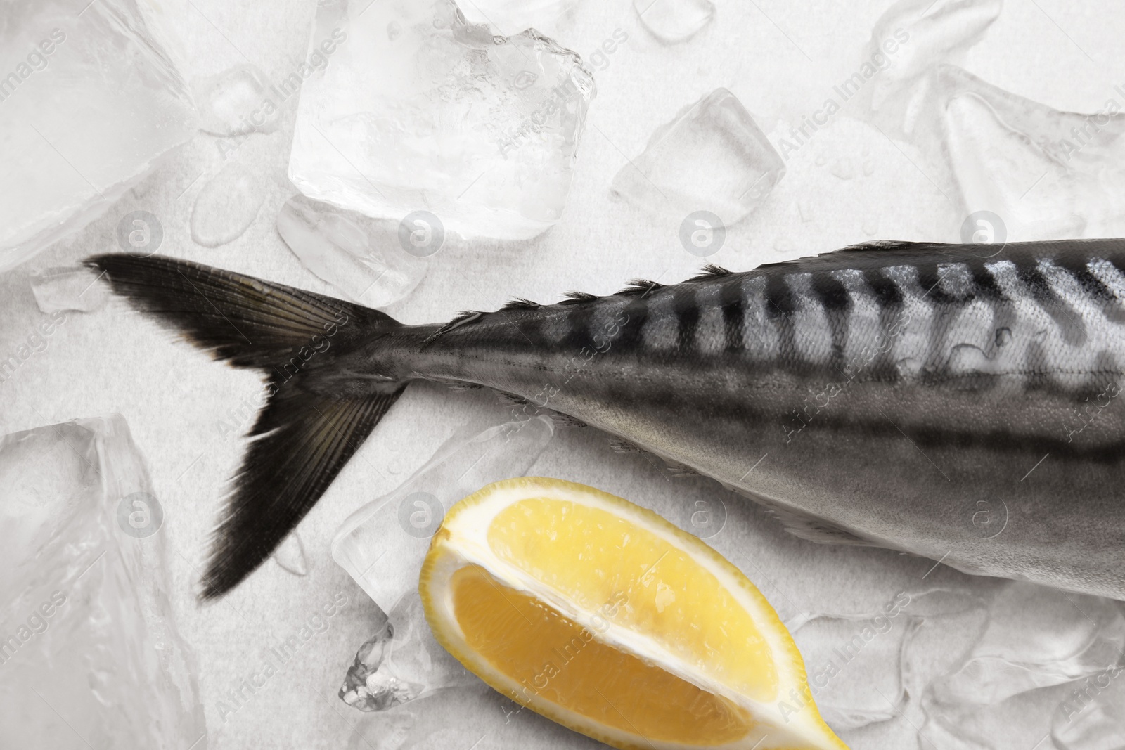 Photo of Raw mackerel, lemon and ice on light gray table, flat lay