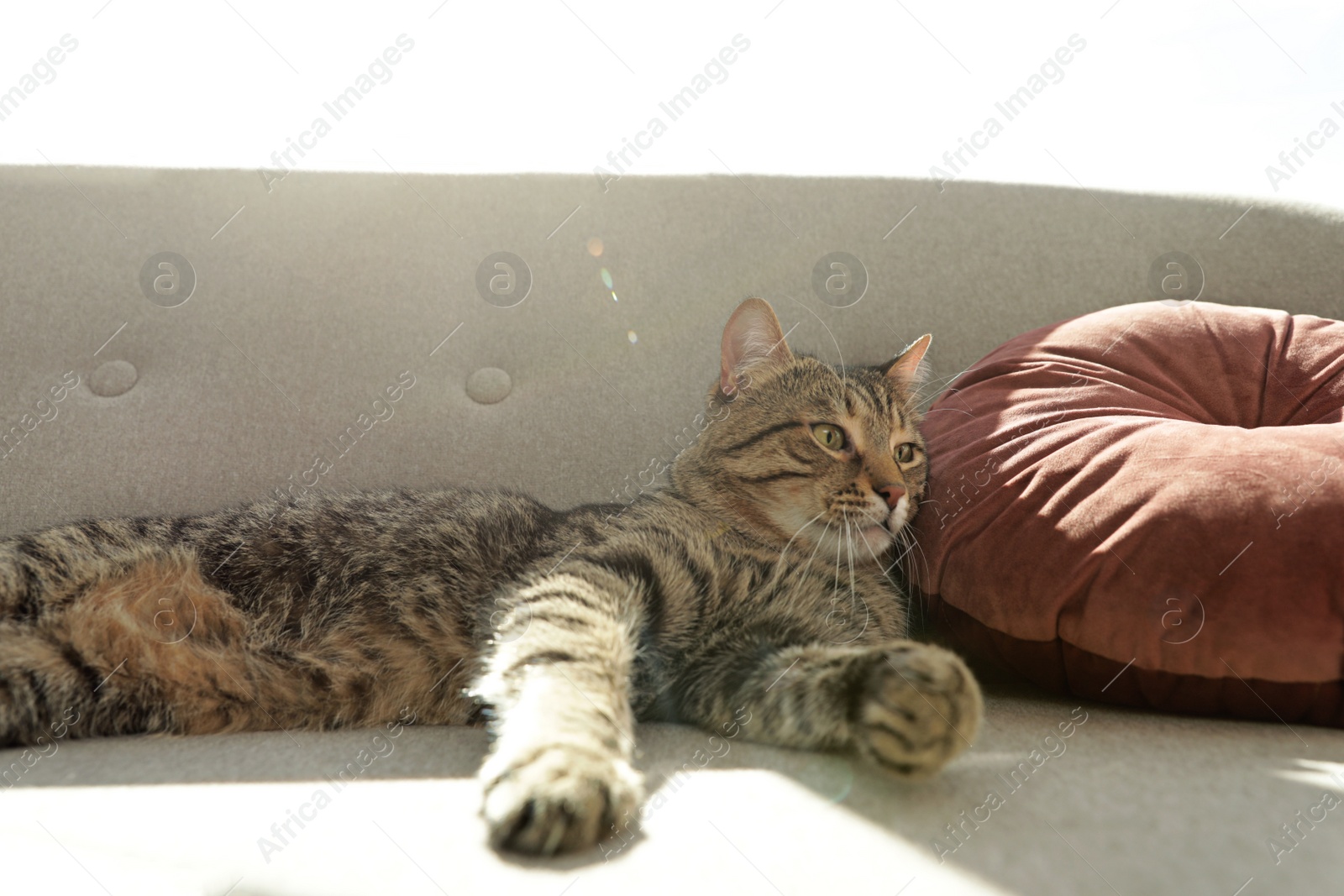 Photo of Cute striped cat lying on cozy sofa indoors