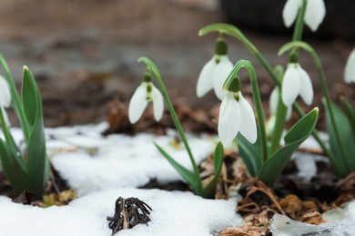 Beautiful blooming snowdrops growing outdoors, space for text. Spring flowers