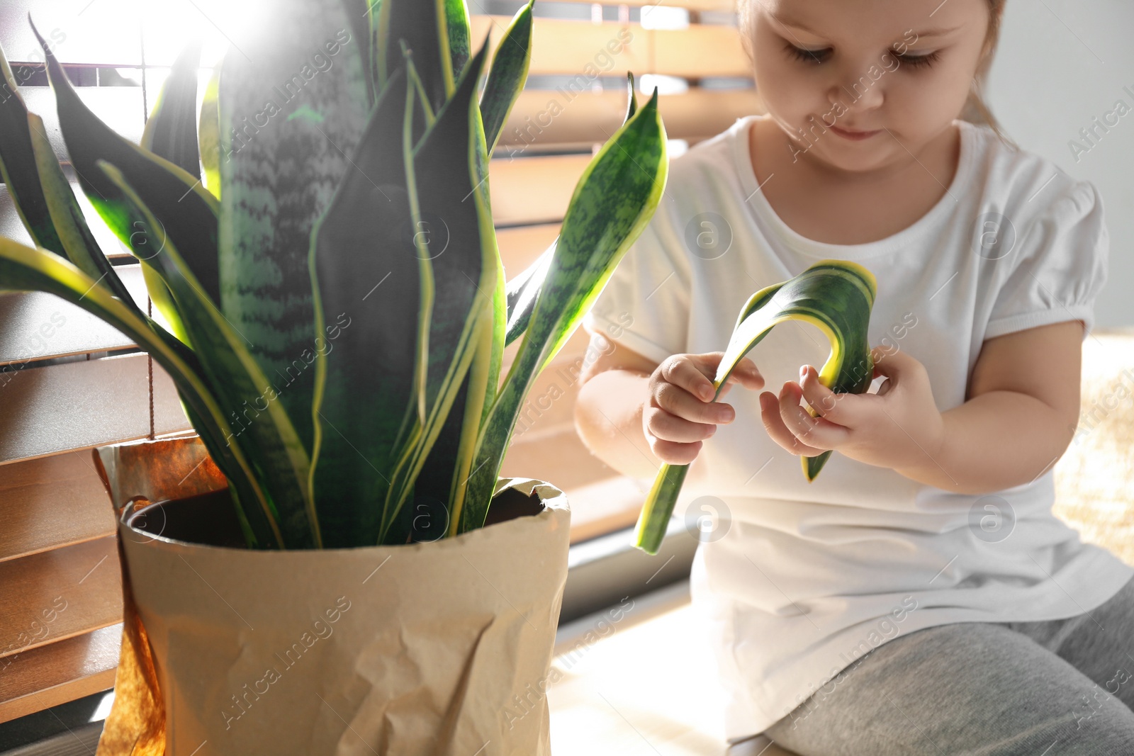 Photo of Little girl breaking houseplant at home, closeup