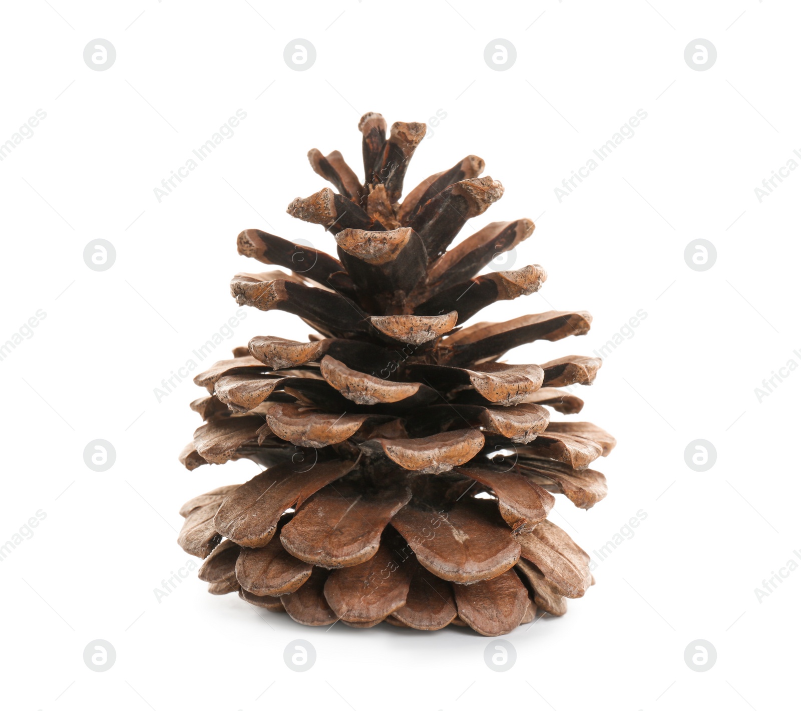 Photo of Beautiful dry pine cone isolated on white