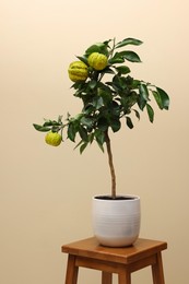 Photo of Idea for minimalist interior design. Small potted bergamot tree with fruits on wooden table against beige background