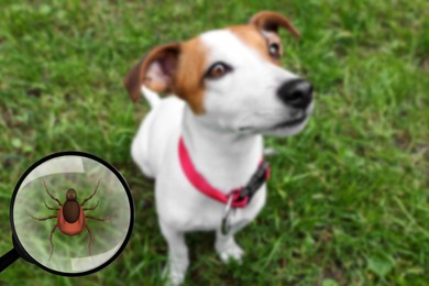 Cute dog outdoors and illustration of magnifying glass with tick, selective focus