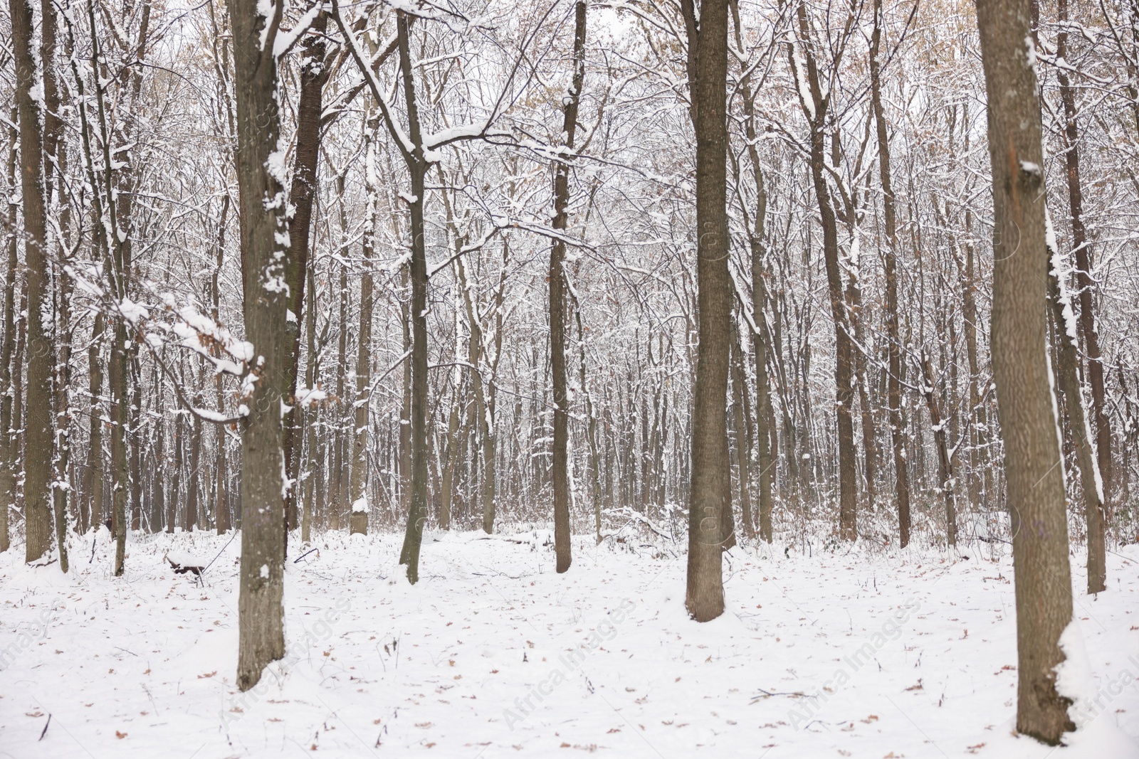 Photo of Trees covered with snow in winter park