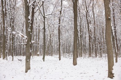 Photo of Trees covered with snow in winter park