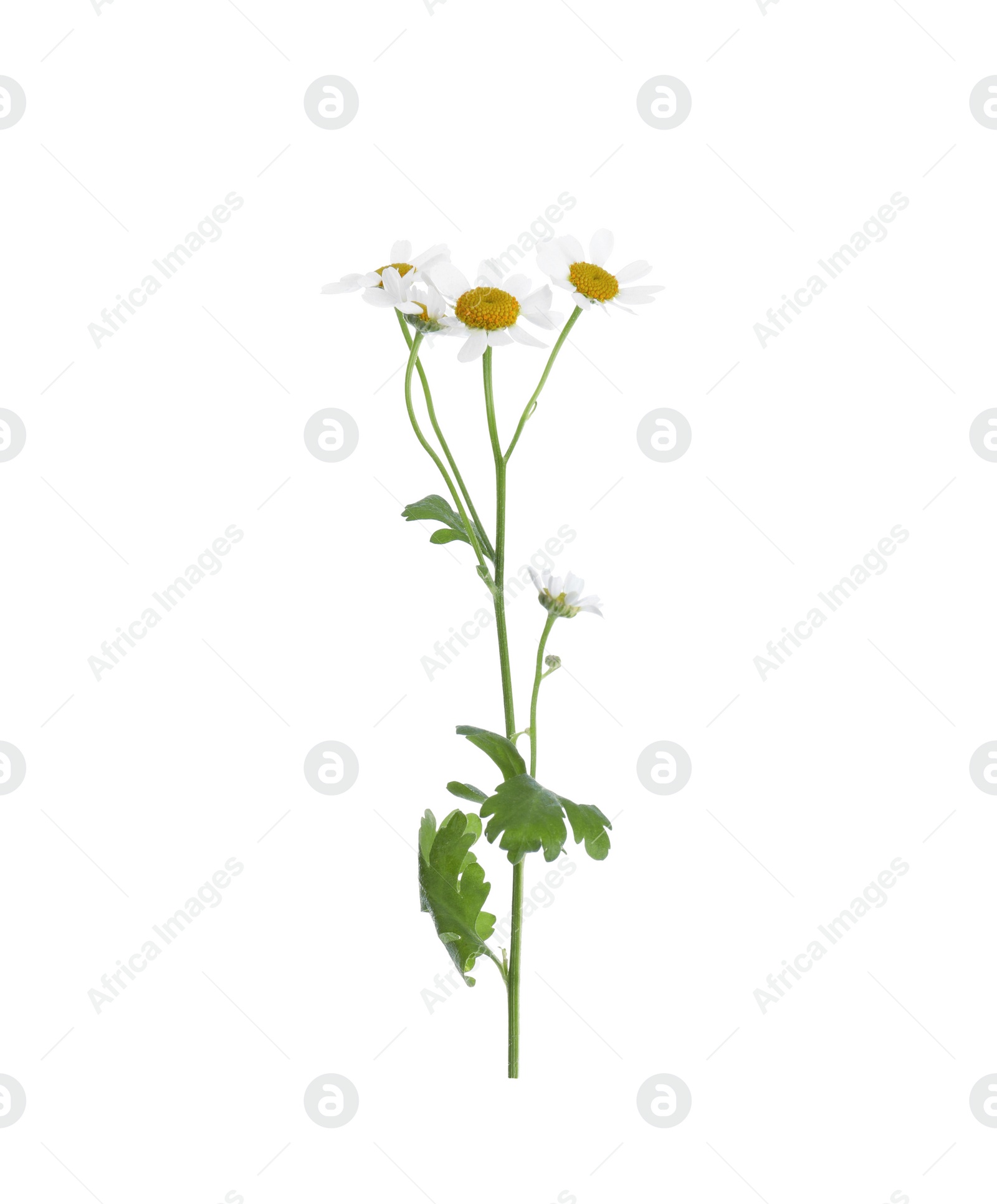 Photo of Blooming chamomile isolated on white. Beautiful flower