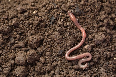 Photo of One earthworm on wet soil. Space for text