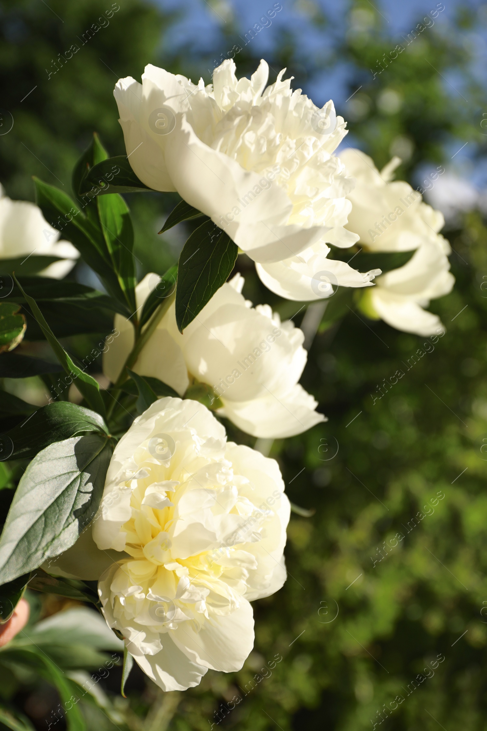 Photo of Closeup view of blooming white peony bush outdoors