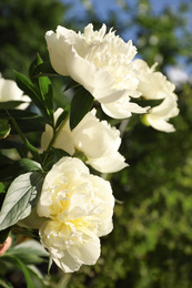 Photo of Closeup view of blooming white peony bush outdoors