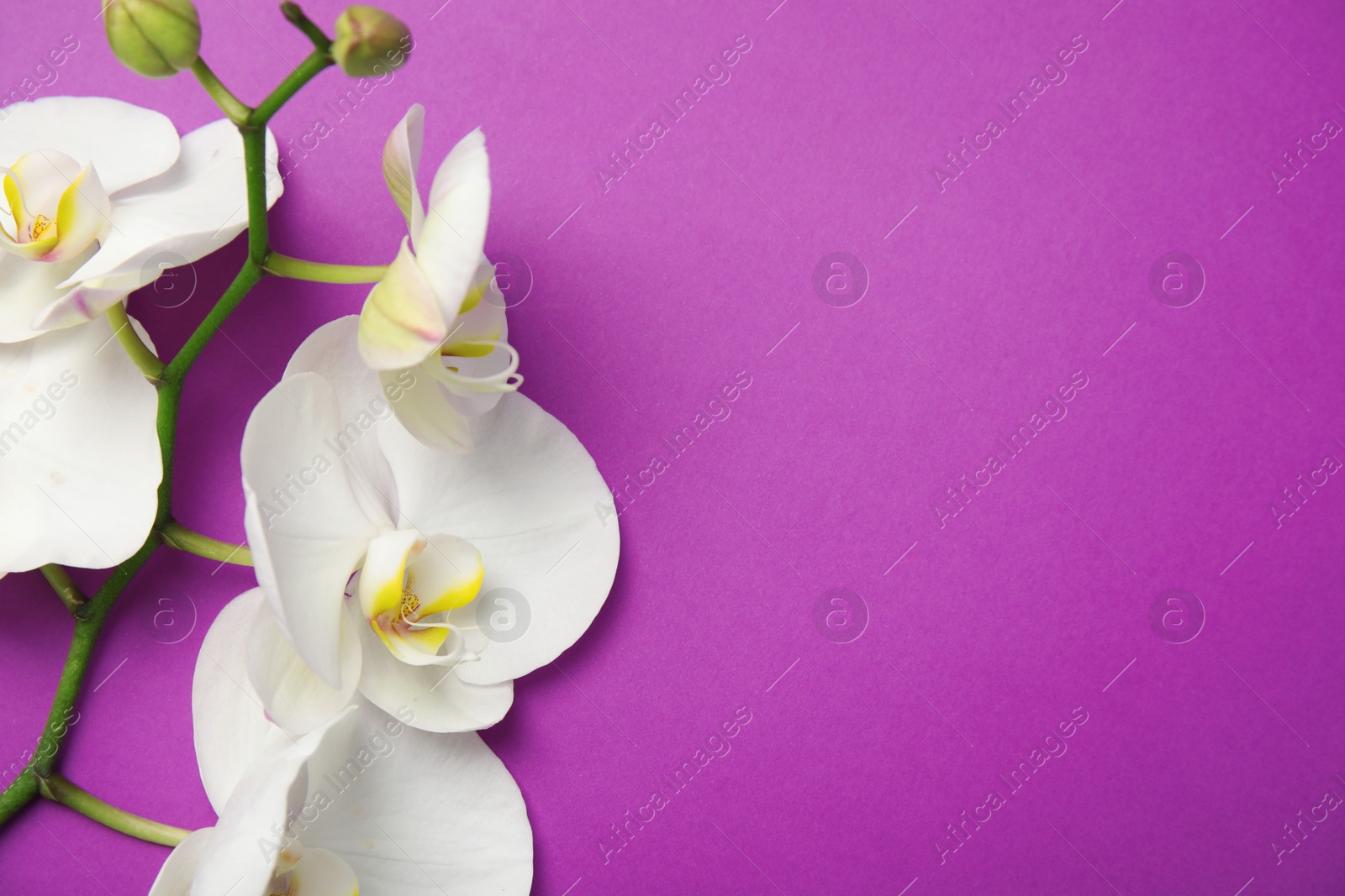 Photo of Branch with beautiful tropical orchid flowers on color background, top view. Space for text