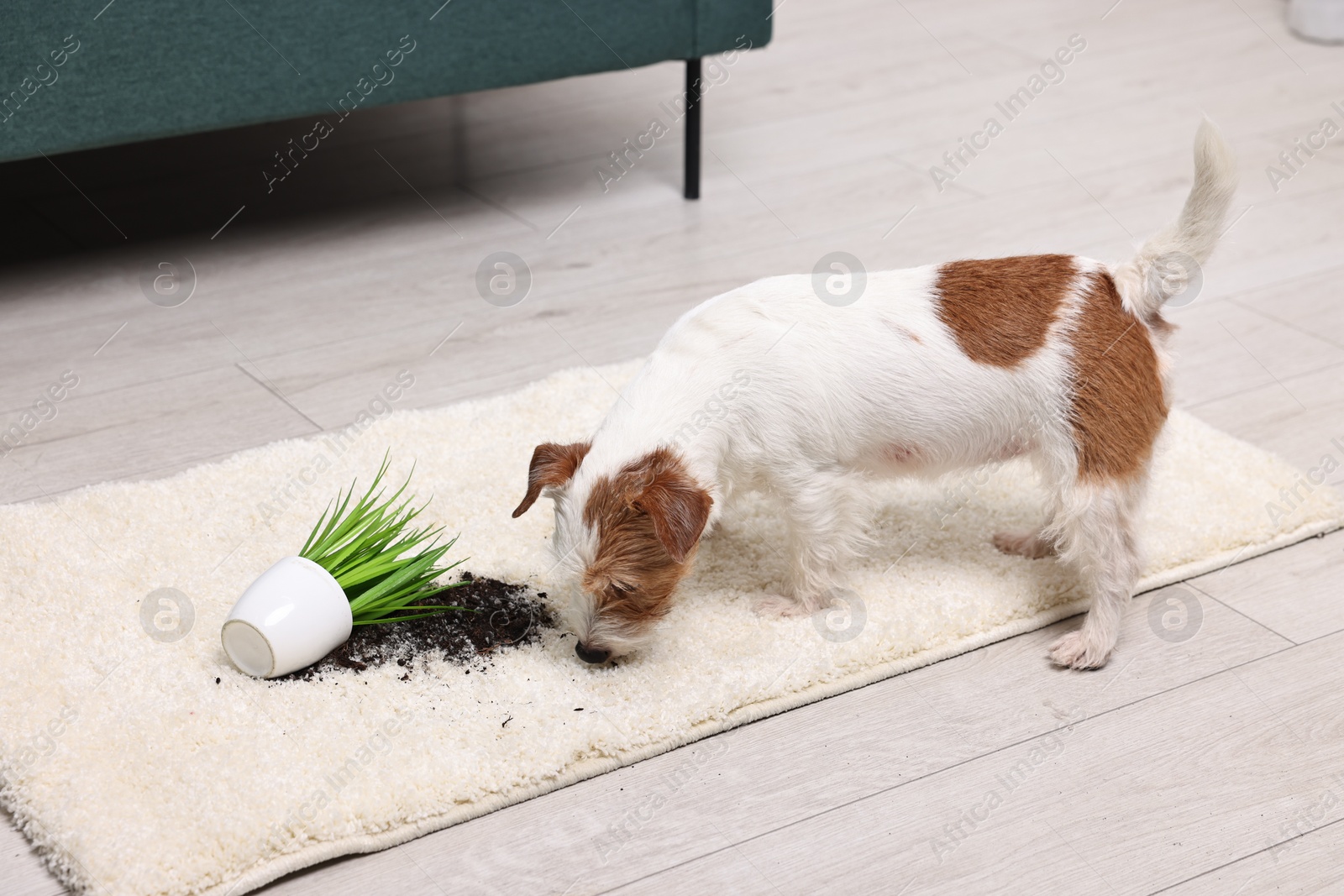 Photo of Cute dog near overturned houseplant on rug indoors