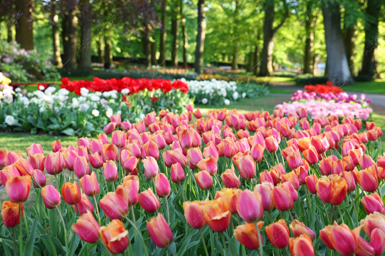 Photo of Many beautiful tulip flowers growing in park. Spring season