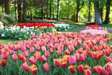 Many beautiful tulip flowers growing in park. Spring season