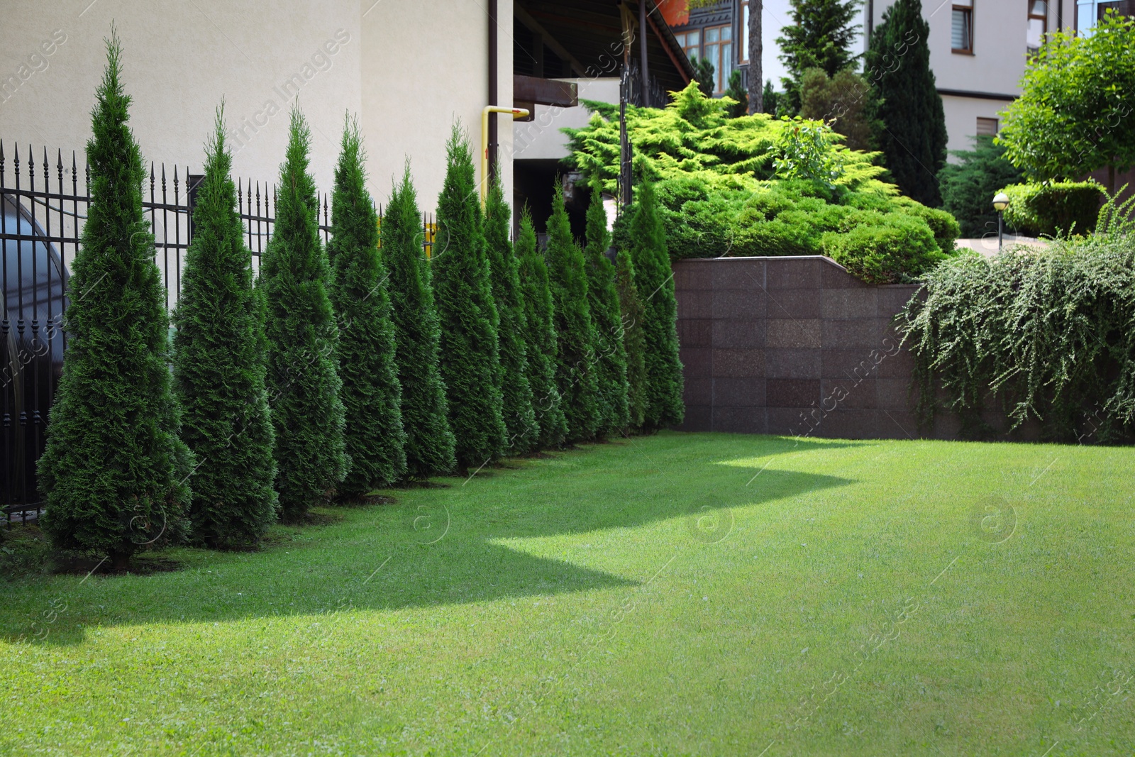 Photo of Beautiful thuja trees and green lawn outdoors. Gardening and landscaping