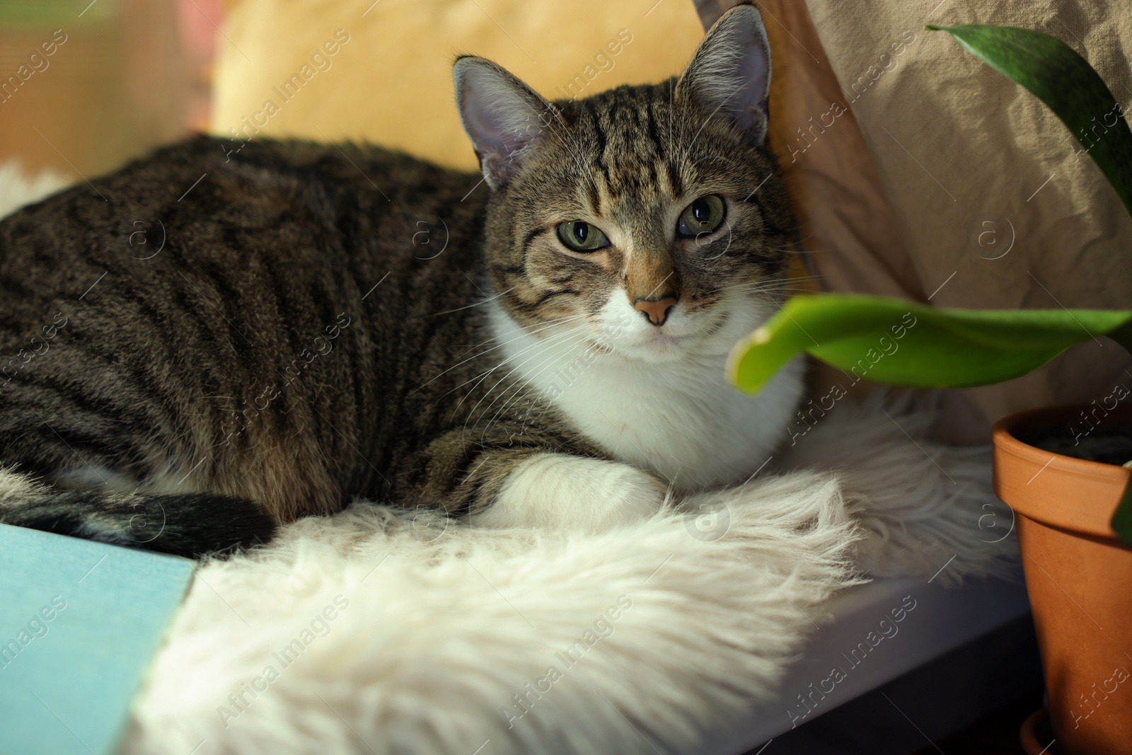 Photo of Cute cat on white faux fur rug at window sill indoors