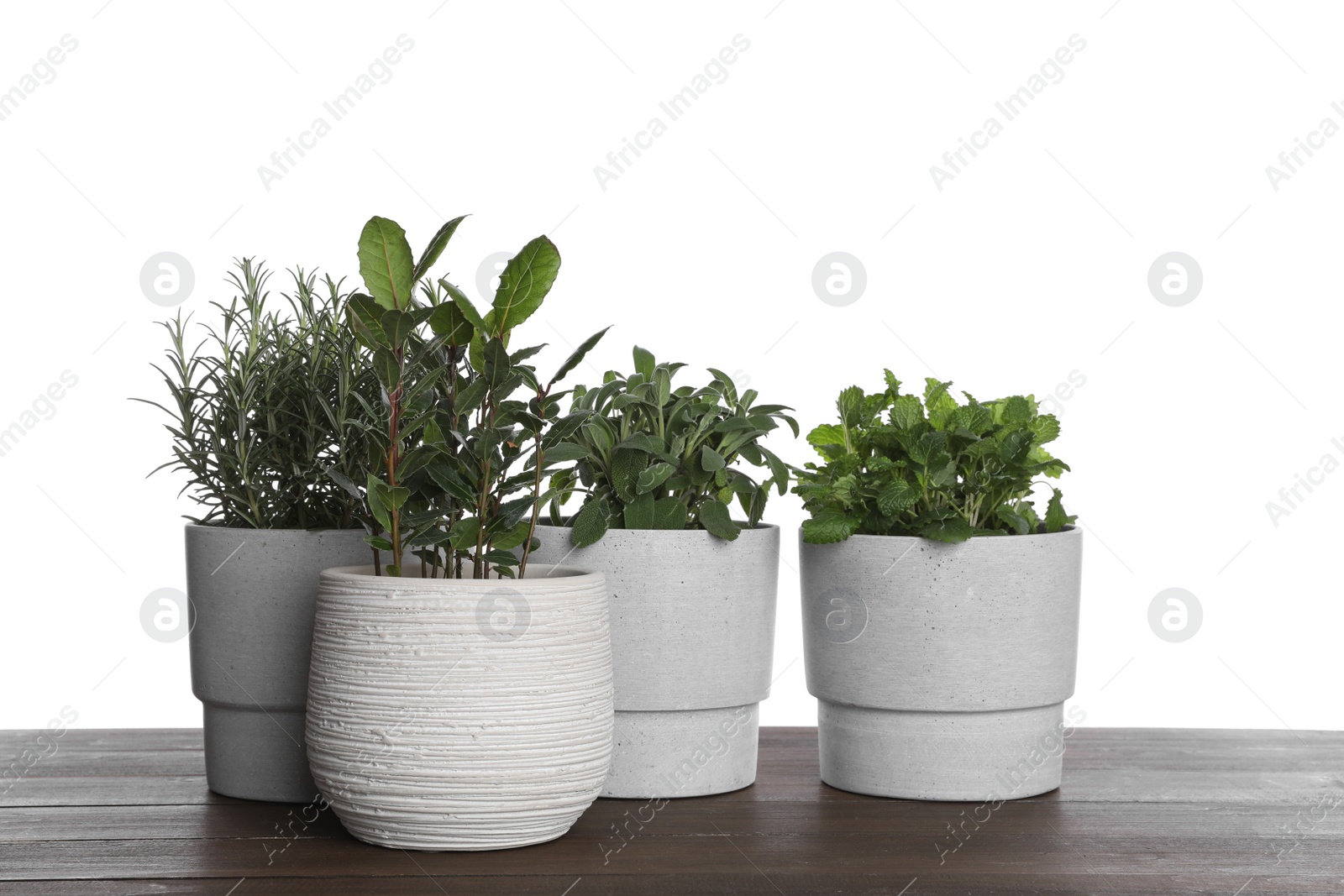 Photo of Pots with bay, sage, mint and rosemary on wooden table against white background