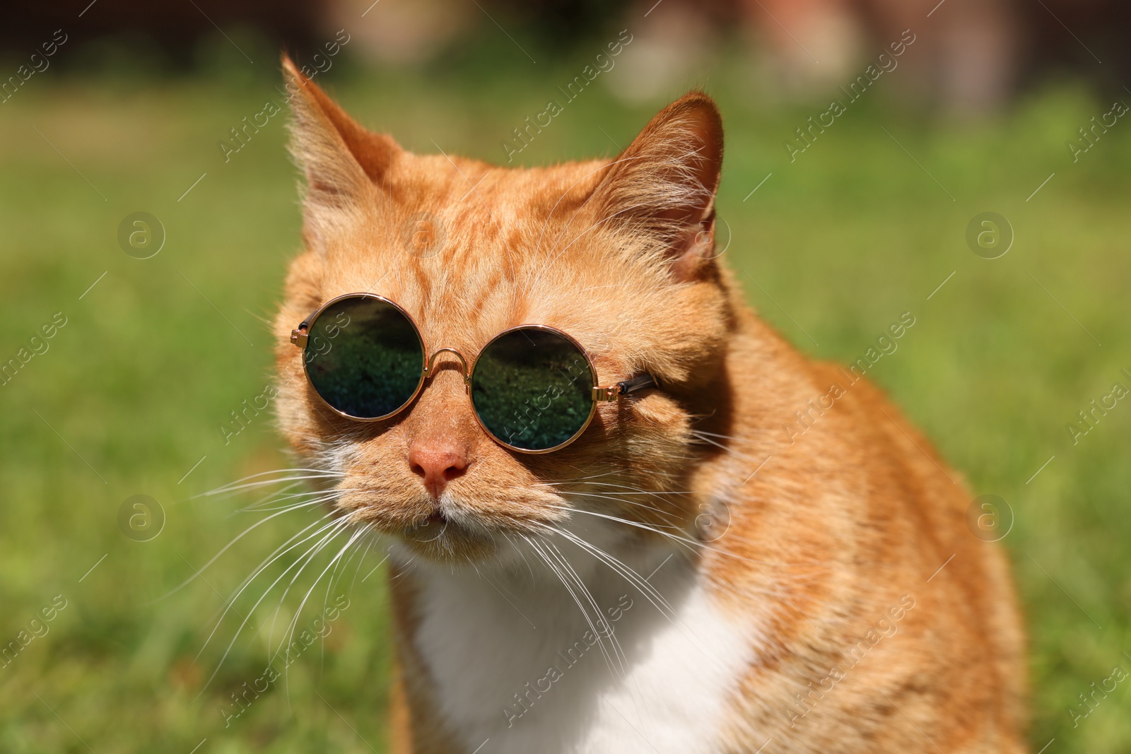 Photo of Portrait of cute ginger cat in stylish sunglasses outdoors