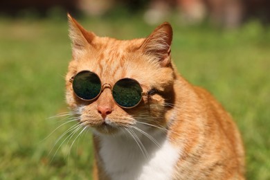 Portrait of cute ginger cat in stylish sunglasses outdoors