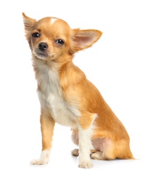 Photo of Cute small Chihuahua dog on white background