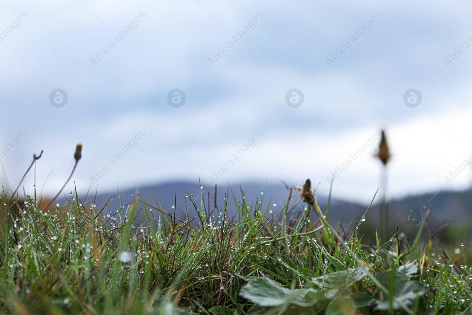 Photo of Beautiful fresh green grass with dew outdoors