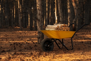 Wheelbarrow with cut firewood in forest on sunny day