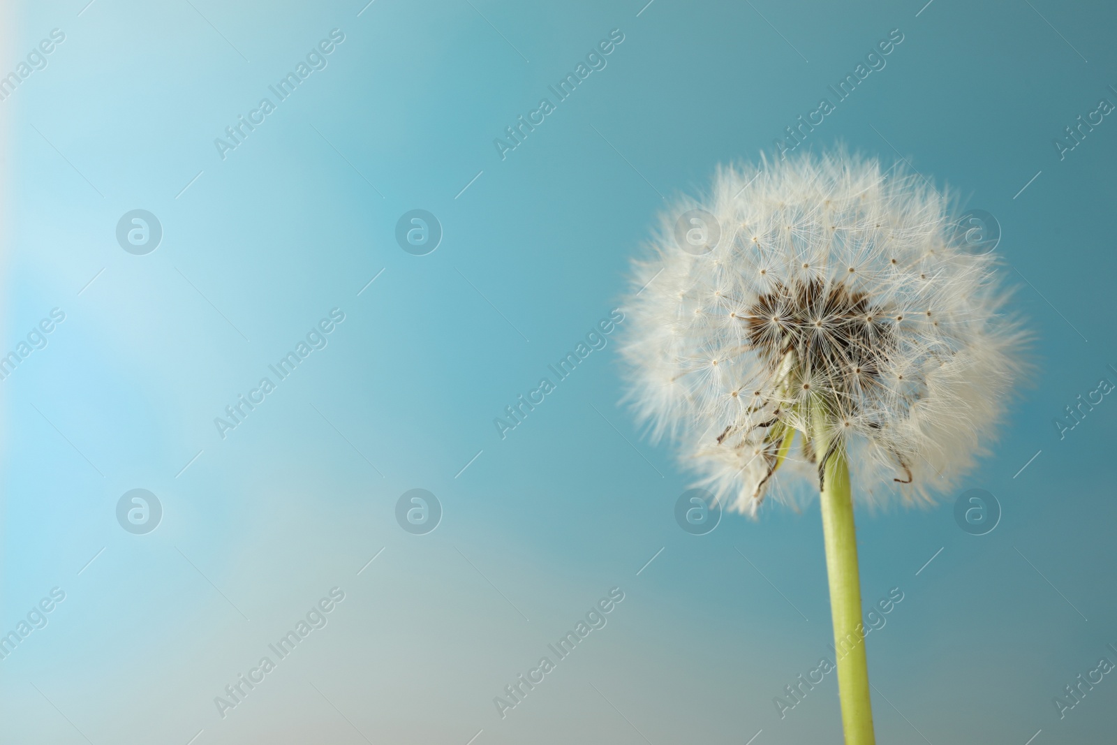 Photo of Beautiful dandelion flower on light blue background. Space for text