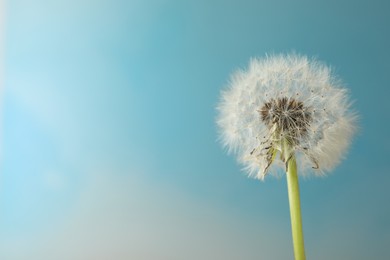 Photo of Beautiful dandelion flower on light blue background. Space for text