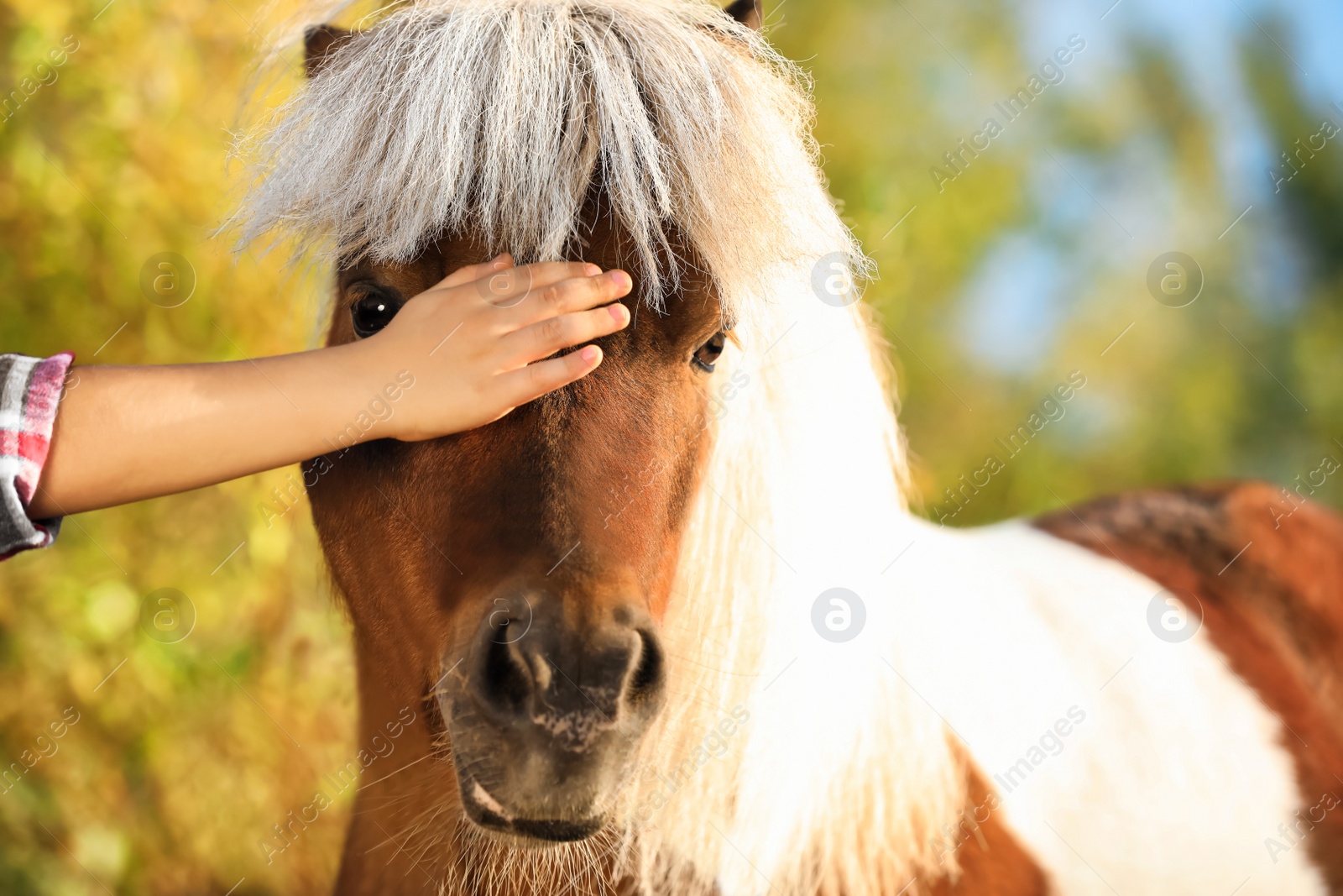 Image of Little child stroking cute pony outdoors on sunny day, closeup