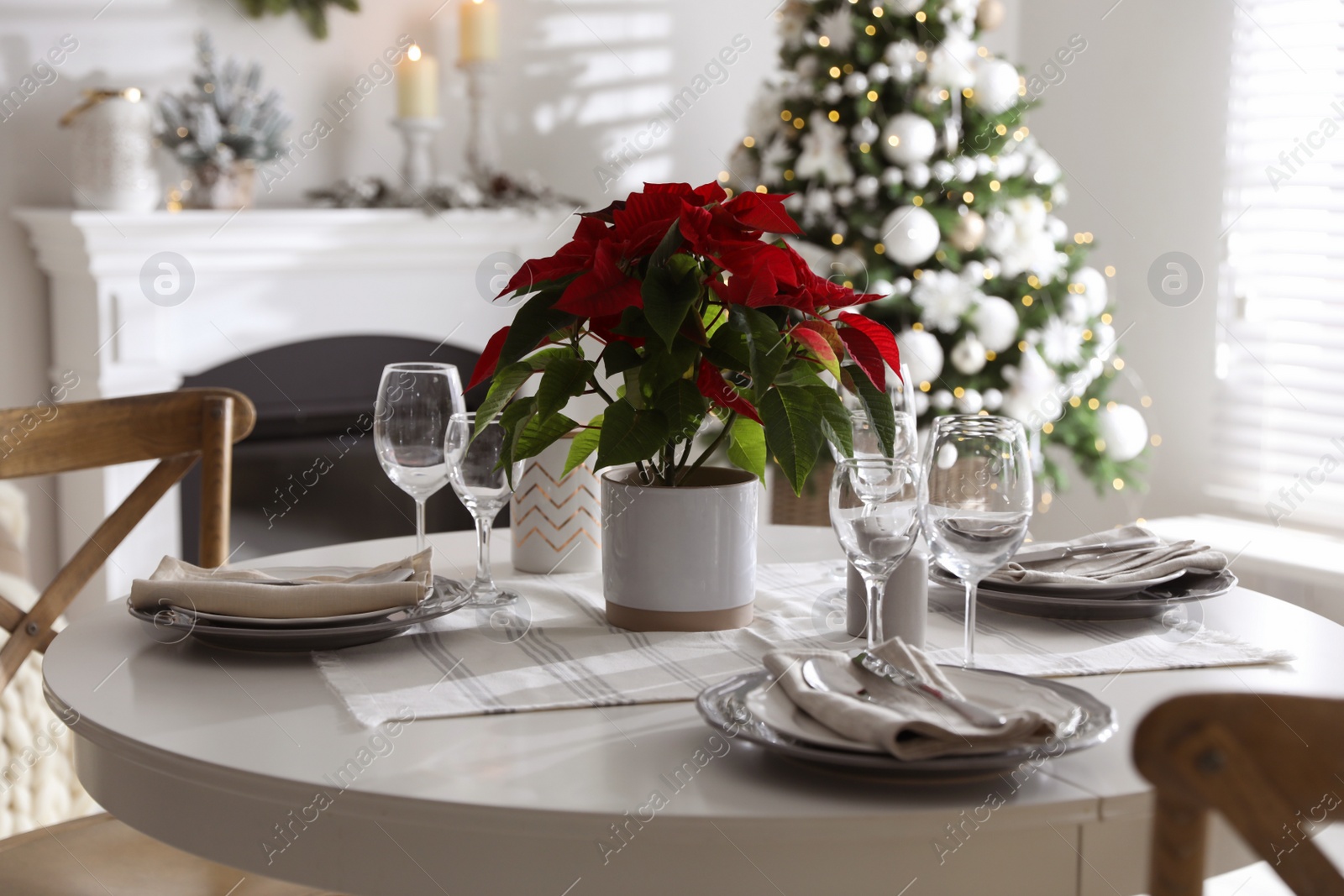 Photo of Christmas traditional flower Poinsettia on table with festive setting in room