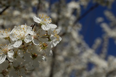 Branch of cherry tree with beautiful white blossoms outdoors, closeup. Space for text