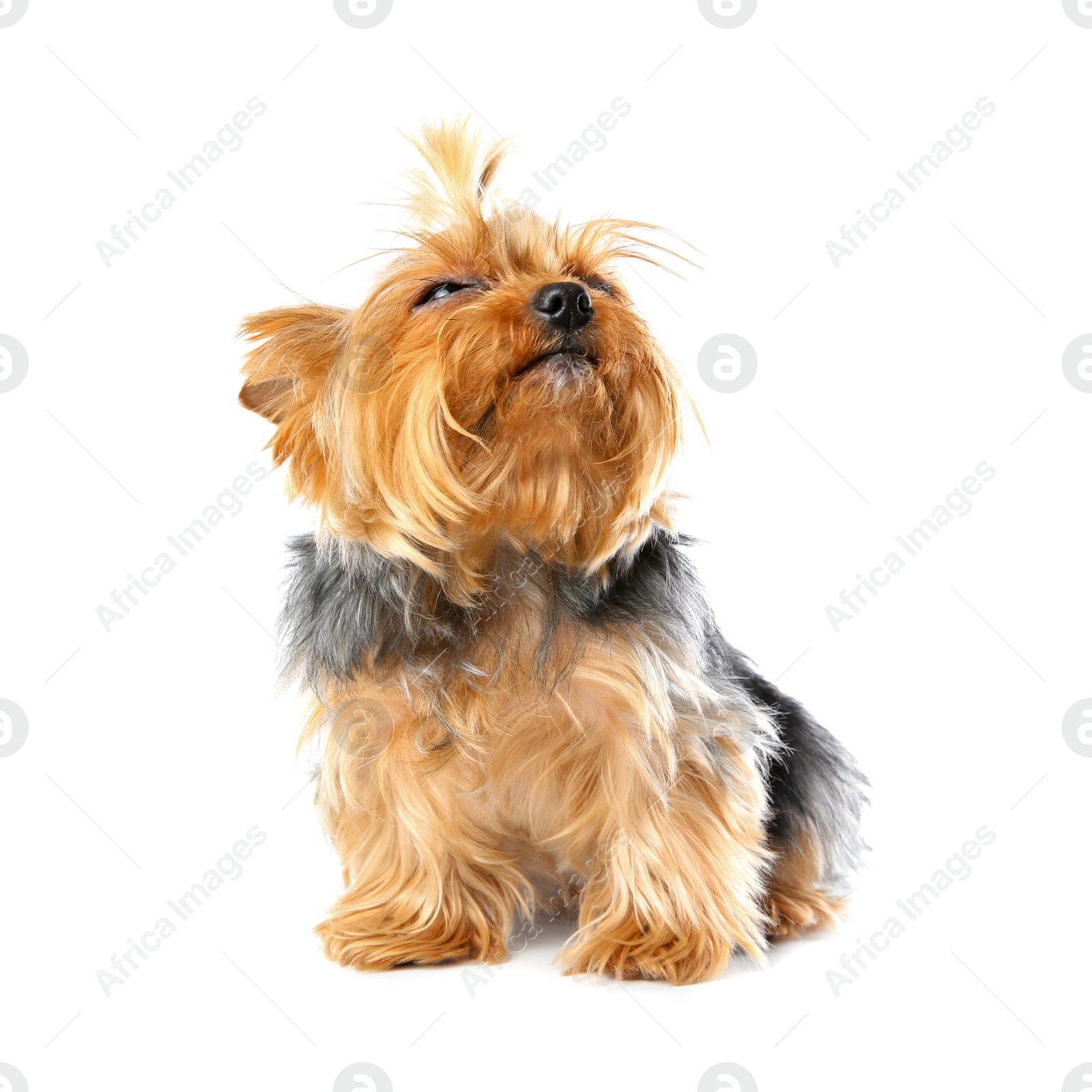 Photo of Yorkshire terrier isolated on white. Happy dog