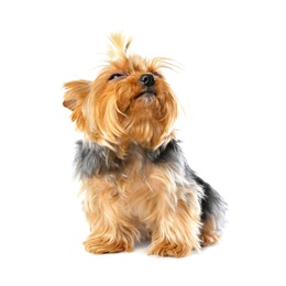 Photo of Yorkshire terrier isolated on white. Happy dog