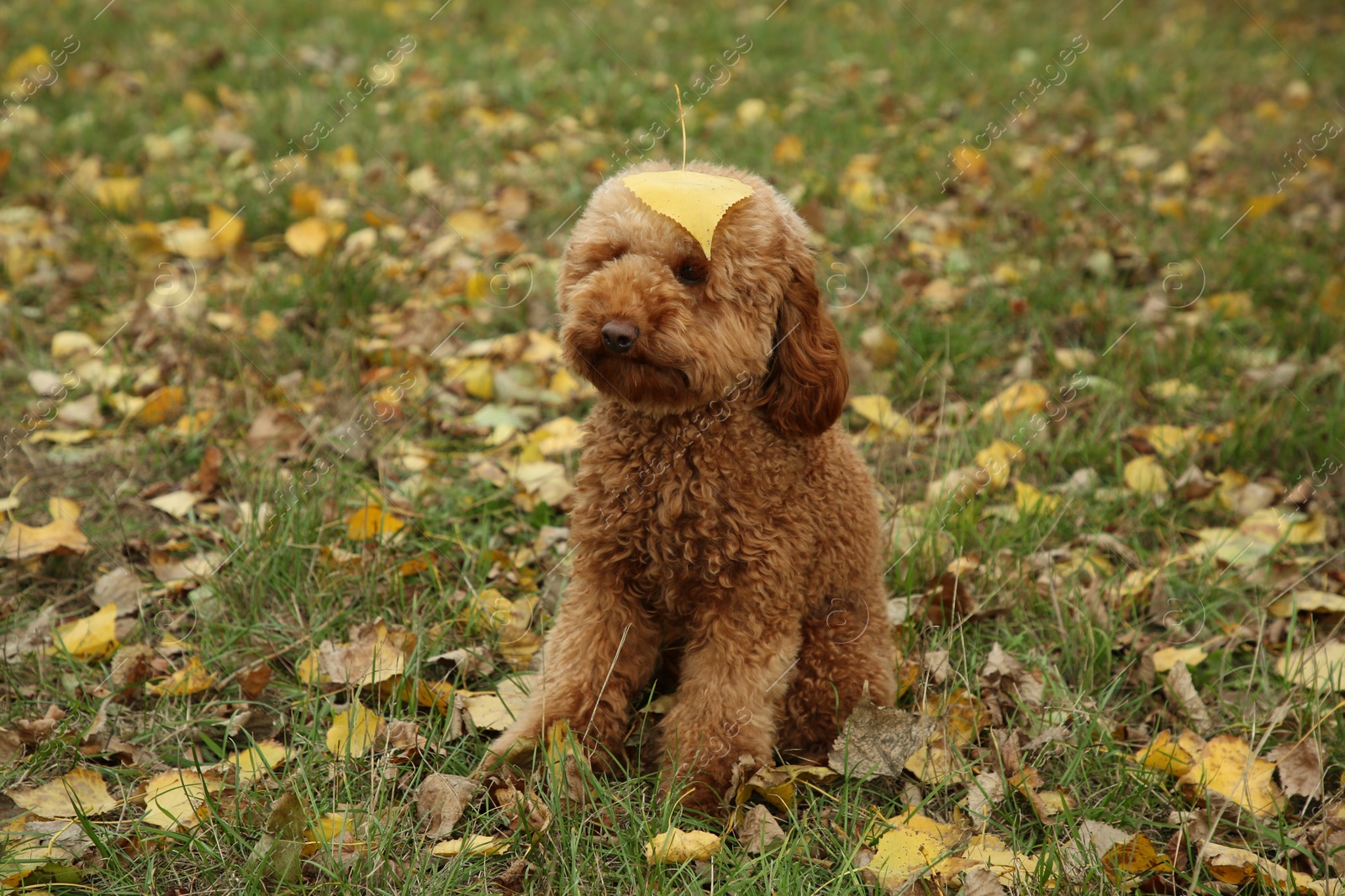 Photo of Cute fluffy dog with yellow leaf on green grass outdoors. Adorable pet