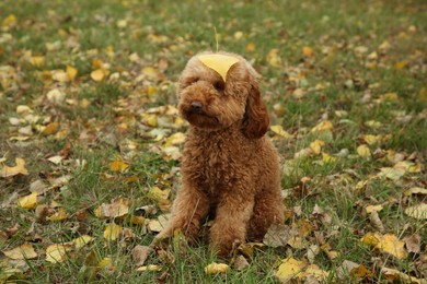 Cute fluffy dog with yellow leaf on green grass outdoors. Adorable pet