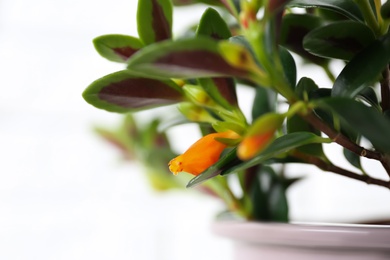 Photo of Beautiful potted Goldfish plant on white background, closeup