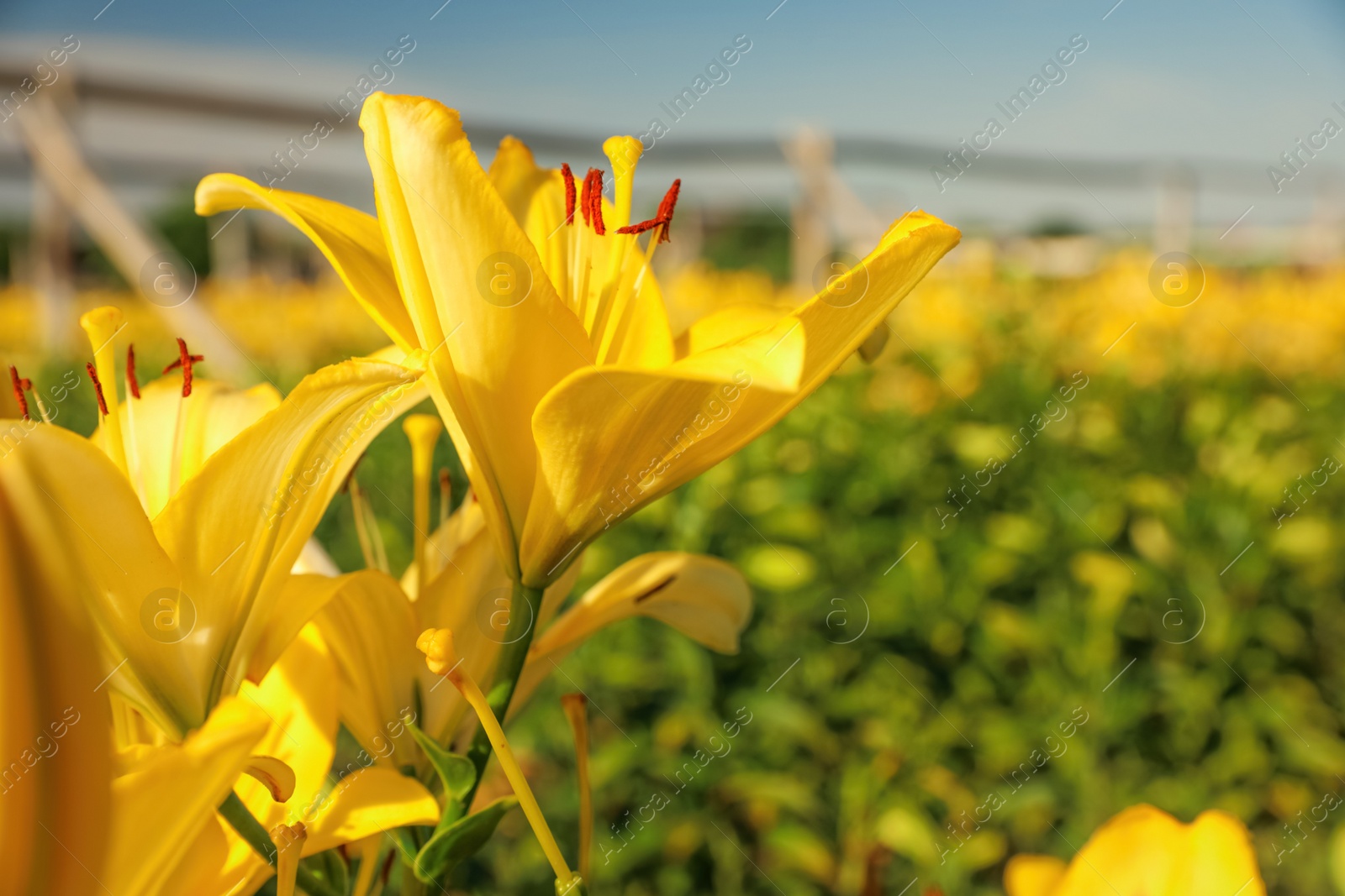 Photo of Beautiful yellow lilies in blooming field against blue sky. Space for text