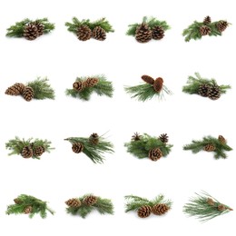 Image of Fir tree branches with pinecones on white background, collage