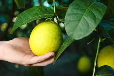 Photo of Woman picking ripe lemon from branch outdoors, closeup