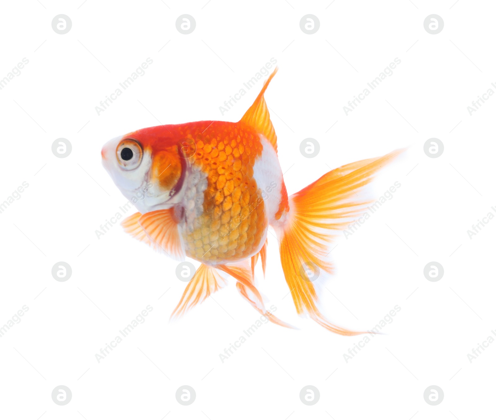 Photo of Beautiful bright small goldfish isolated on white