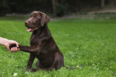 Photo of Adorable Labrador Retriever dog giving paw to owner in park, closeup. Space for text