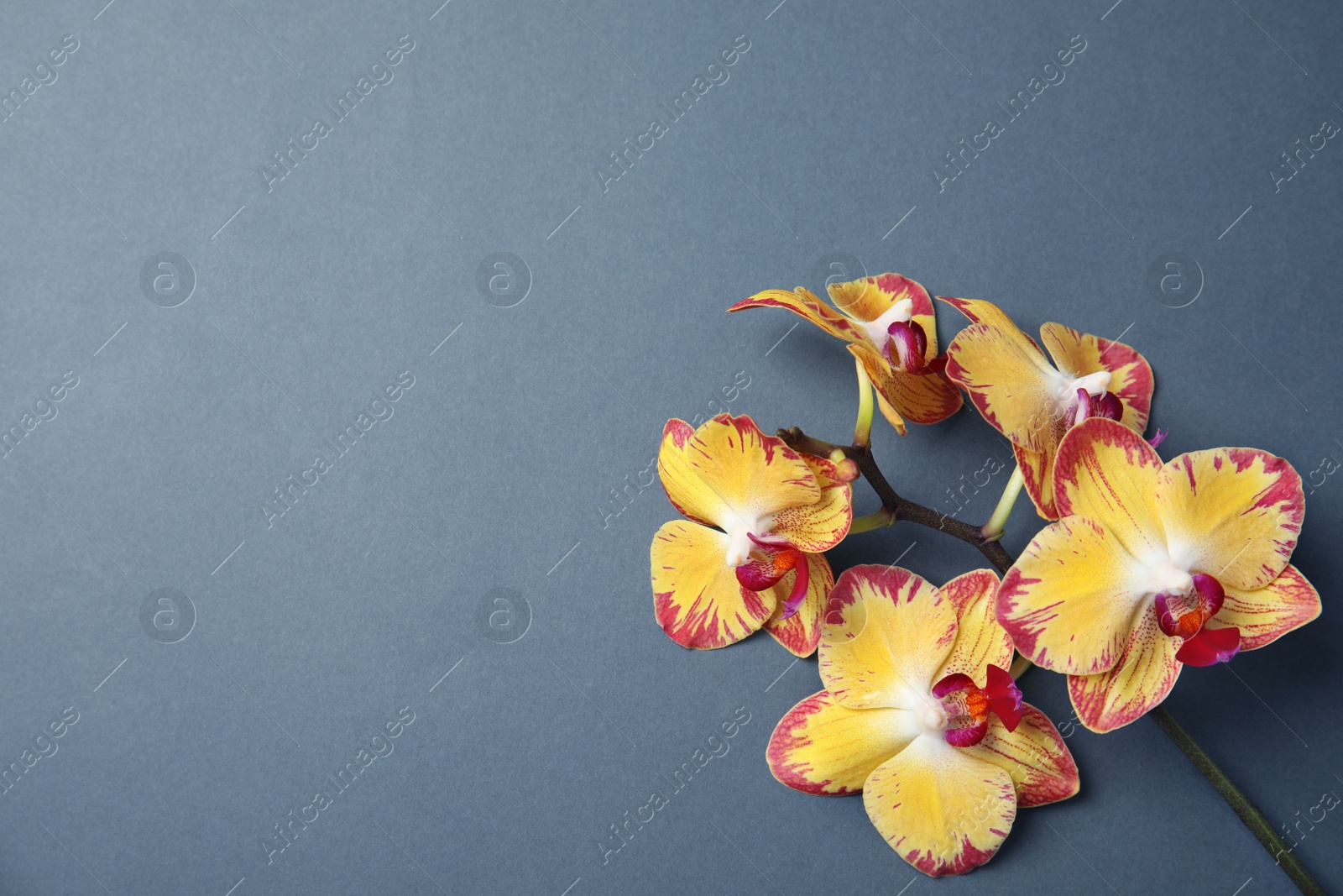 Photo of Branch with beautiful tropical orchid flowers on grey background, top view. Space for text