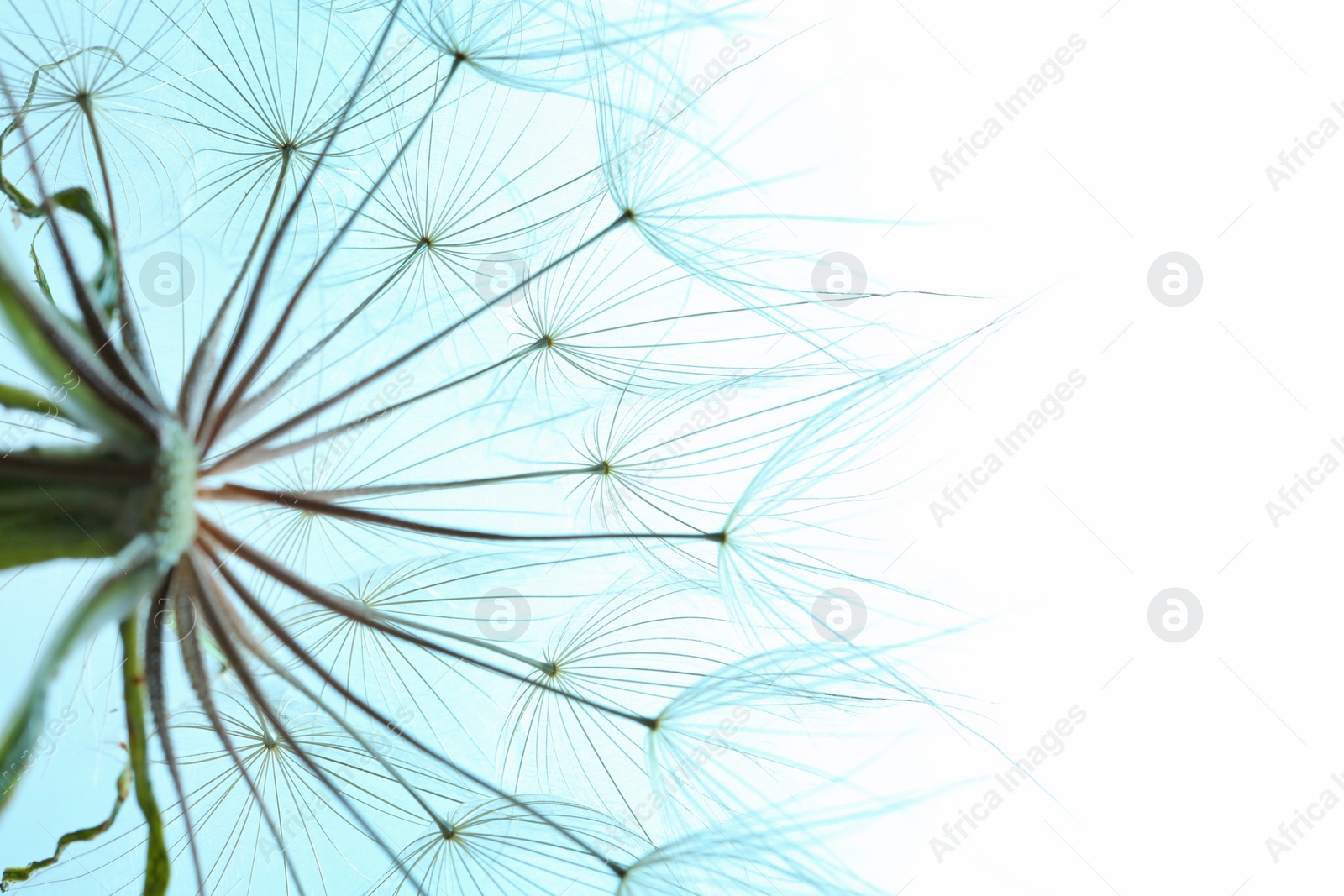 Photo of Dandelion seed head on color background, close up