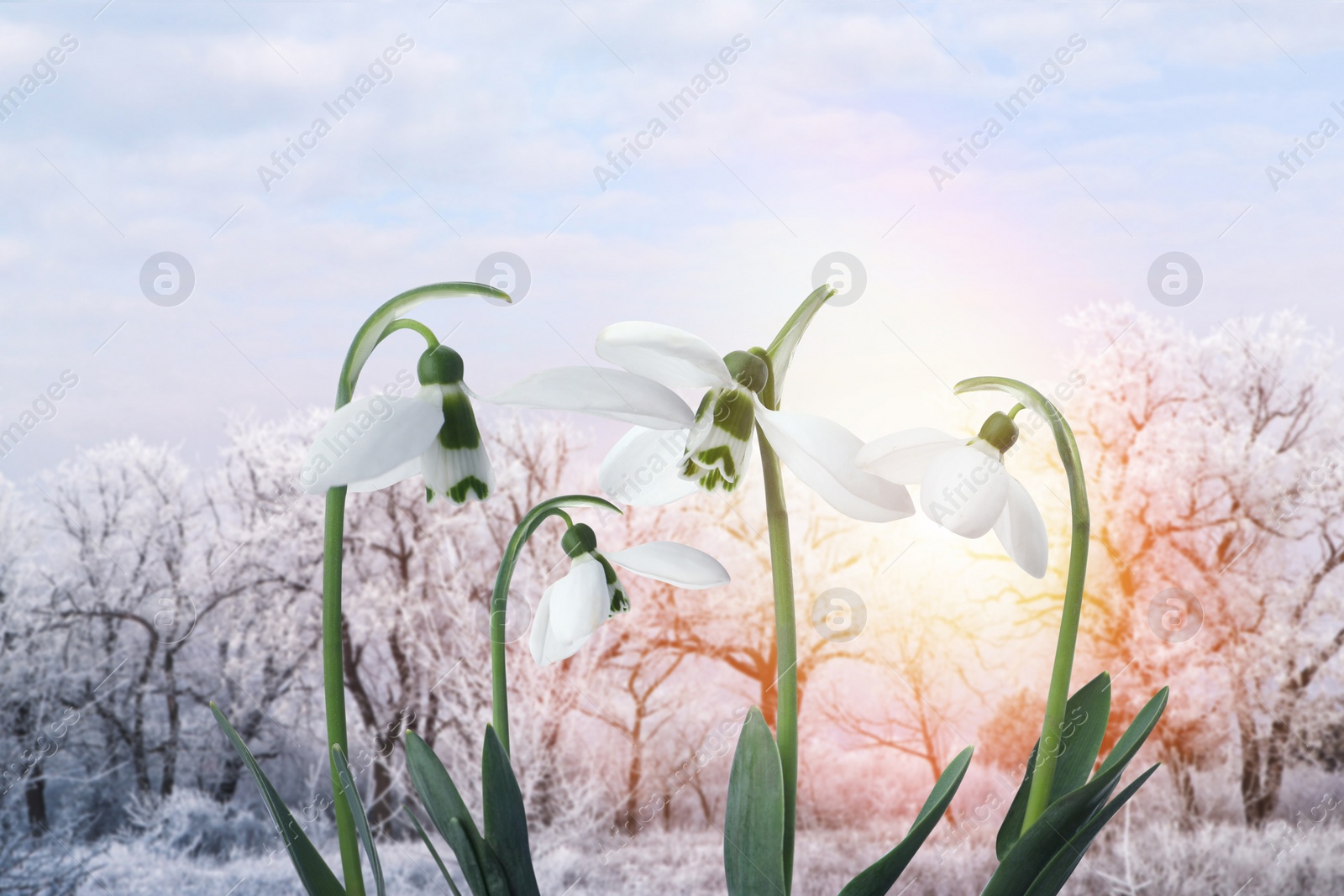 Image of Beautiful tender snowdrops outdoors. First spring flowers