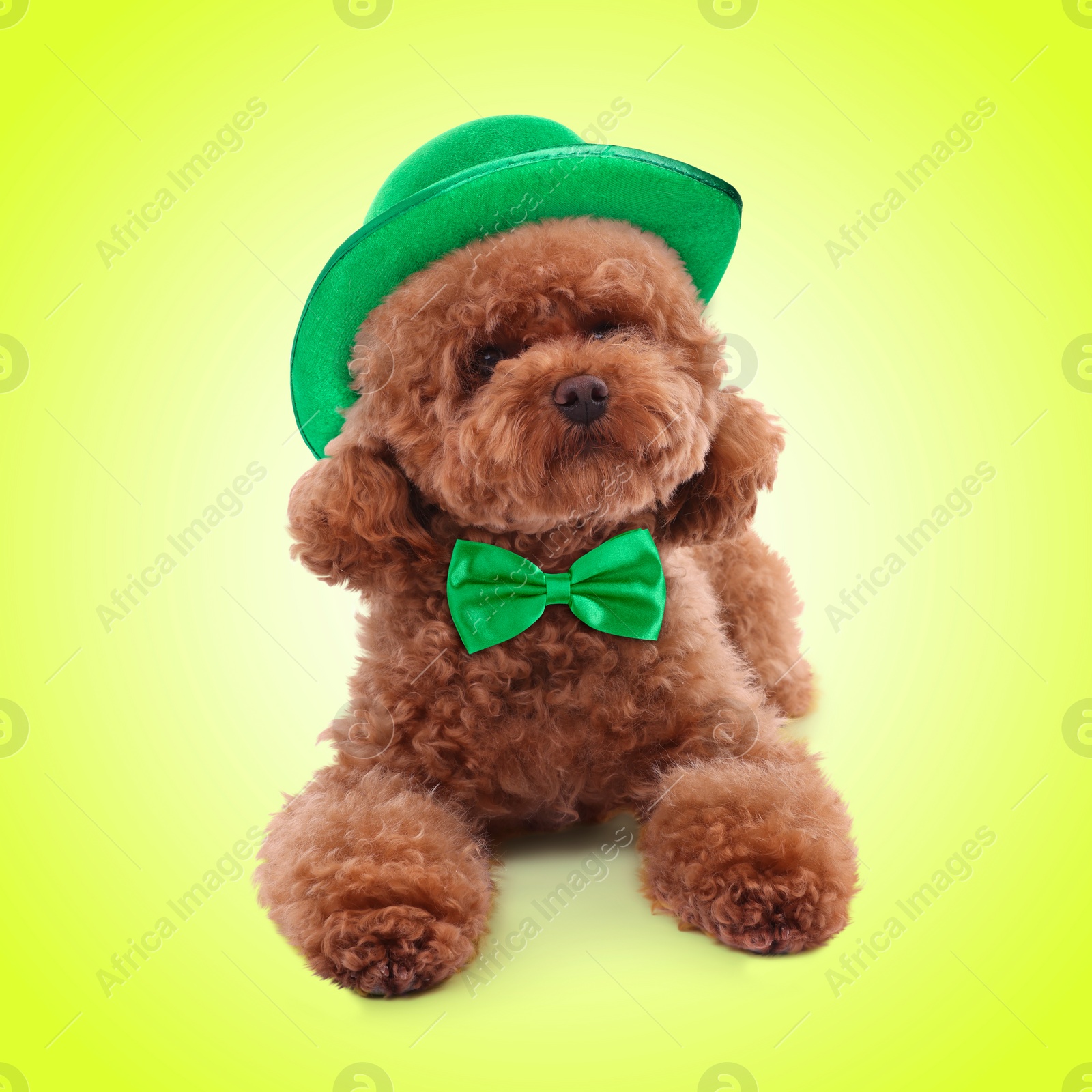 Image of St. Patrick's day celebration. Cute Maltipoo dog with leprechaun hat and green bow tie on yellow background